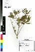 (Lupine angustifolius - DMP011)  @11 [ ] CreativeCommons - Attribution Non-Commercial Share-Alike (2012) Mamadi Theresa Sethusa University of Johannesburg