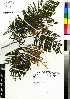  (Acacia mearnsii - DMP021)  @15 [ ] CreativeCommons - Attribution Non-Commercial Share-Alike (2012) Mamadi Theresa Sethusa University of Johannesburg