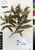  (Acacia melanoxylon - DMP024)  @15 [ ] CreativeCommons - Attribution Non-Commercial Share-Alike (2012) Mamadi Theresa Sethusa University of Johannesburg
