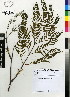  (Acacia elata - DMP038)  @14 [ ] CreativeCommons - Attribution Non-Commercial Share-Alike (2012) Mamadi Theresa Sethusa University of Johannesburg