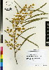  (Acacia saligna - DMP041)  @15 [ ] CreativeCommons - Attribution Non-Commercial Share-Alike (2012) Mamadi Theresa Sethusa University of Johannesburg