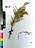  (Acacia fimbriata - DMP056)  @14 [ ] CreativeCommons - Attribution Non-Commercial Share-Alike (2012) Mamadi Theresa Sethusa University of Johannesburg