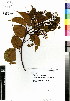  ( - DMP058)  @11 [ ] CreativeCommons - Attribution Non-Commercial Share-Alike (2012) Mamadi Theresa Sethusa University of Johannesburg