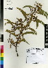  (Acacia melanoxylon - DMP061)  @15 [ ] CreativeCommons - Attribution Non-Commercial Share-Alike (2012) Mamadi Theresa Sethusa University of Johannesburg
