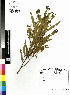  (Acacia cyclops - DMP091)  @15 [ ] CreativeCommons - Attribution Non-Commercial Share-Alike (2012) Mamadi Theresa Sethusa University of Johannesburg