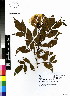  ( - DMP101)  @11 [ ] CreativeCommons - Attribution Non-Commercial Share-Alike (2012) Mamadi Theresa Sethusa University of Johannesburg