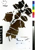  ( - DMP128)  @11 [ ] CreativeCommons - Attribution Non-Commercial Share-Alike (2012) Mamadi Theresa Sethusa University of Johannesburg