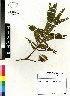  (Paraserianthes - DMP135)  @11 [ ] CreativeCommons - Attribution Non-Commercial Share-Alike (2012) Mamadi Theresa Sethusa University of Johannesburg