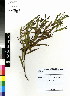  (Acacia cyclops - DMP138)  @15 [ ] CreativeCommons - Attribution Non-Commercial Share-Alike (2012) Mamadi Theresa Sethusa University of Johannesburg