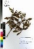  (Myoporum tenuifolium - DMP141)  @11 [ ] CreativeCommons - Attribution Non-Commercial Share-Alike (2012) Mamadi Theresa Sethusa University of Johannesburg