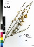  (Spartium - DMP147)  @11 [ ] CreativeCommons - Attribution Non-Commercial Share-Alike (2012) Mamadi Theresa Sethusa University of Johannesburg