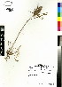  (Trifolium angustifolium - DMP173)  @11 [ ] CreativeCommons - Attribution Non-Commercial Share-Alike (2012) Mamadi Theresa Sethusa University of Johannesburg