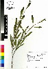  (Acacia longifolia - DMP182)  @15 [ ] CreativeCommons - Attribution Non-Commercial Share-Alike (2012) Mamadi Theresa Sethusa University of Johannesburg