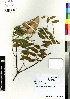 ( - DMP245)  @11 [ ] CreativeCommons - Attribution Non-Commercial Share-Alike (2012) Mamadi Theresa Sethusa University of Johannesburg
