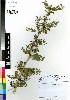  (Vachellia xanthophloea - DMP302)  @15 [ ] CreativeCommons - Attribution Non-Commercial Share-Alike (2012) Mamadi Theresa Sethusa University of Johannesburg