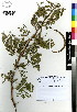  (Vachellia - DMP303)  @15 [ ] CreativeCommons - Attribution Non-Commercial Share-Alike (2012) Mamadi Theresa Sethusa University of Johannesburg