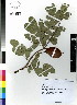  ( - DMP309)  @11 [ ] CreativeCommons - Attribution Non-Commercial Share-Alike (2012) Mamadi Theresa Sethusa University of Johannesburg