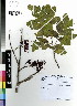  ( - DMP323)  @11 [ ] CreativeCommons - Attribution Non-Commercial Share-Alike (2012) Mamadi Theresa Sethusa University of Johannesburg