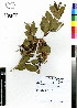  (Syzygium paniculatum - DMP357)  @11 [ ] CreativeCommons - Attribution Non-Commercial Share-Alike (2012) Mamadi Theresa Sethusa University of Johannesburg