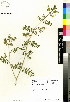  (Tribulus cistoides - DMP385)  @11 [ ] CreativeCommons - Attribution Non-Commercial Share-Alike (2012) Mamadi Theresa Sethusa University of Johannesburg