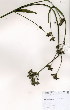  (Verbena bonariensis - JG018)  @11 [ ] No Rights Reserved  Unspecified Unspecified