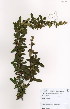  ( - JG025)  @11 [ ] No Rights Reserved  Unspecified Unspecified