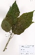  ( - JG050)  @11 [ ] No Rights Reserved  Unspecified Unspecified