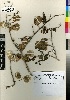  (Zygophyllum morgsana - JSB-0580)  @11 [ ] CreativeCommons - Attribution Non-Commercial Share-Alike (2013) Mamadi Theresa Sethusa University of Johannesburg