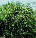  (Pyracantha angustifolia - KMS-0233)  @11 [ ] CreativeCommons - Attribution Non-Commercial Share-Alike (2012) Mamadi Theresa Sethusa University of Johannesburg