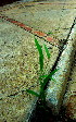 ( - KMS-0236)  @11 [ ] CreativeCommons - Attribution Non-Commercial Share-Alike (2012) Mamadi Theresa Sethusa University of Johannesburg