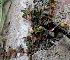  (Euphorbia hirta - KMS-0246)  @11 [ ] CreativeCommons - Attribution Non-Commercial Share-Alike (2012) Mamadi Theresa Sethusa University of Johannesburg