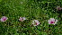  (Ipomoea obscura - KMS-0263)  @11 [ ] CreativeCommons - Attribution Non-Commercial Share-Alike (2012) Mamadi Theresa Sethusa University of Johannesburg