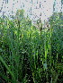  (Cynodon nlemfuensis - KMS-0287)  @11 [ ] CreativeCommons - Attribution Non-Commercial Share-Alike (2012) Mamadi Theresa Sethusa University of Johannesburg