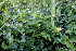  (Commelina africana var. karooica - KMS-0296)  @11 [ ] CreativeCommons - Attribution Non-Commercial Share-Alike (2012) Mamadi Theresa Sethusa University of Johannesburg