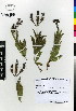  (Verbena rigida - KMS-0310)  @11 [ ] CreativeCommons - Attribution Non-Commercial Share-Alike (2012) Mamadi Theresa Sethusa University of Johannesburg