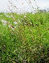  (Andropogon eucomus - KMS-0349)  @11 [ ] CreativeCommons - Attribution Non-Commercial Share-Alike (2012) Mamadi Theresa Sethusa University of Johannesburg