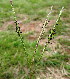  (Paspalum scrobiculatum - KMS-0357)  @11 [ ] CreativeCommons - Attribution Non-Commercial Share-Alike (2012) Mamadi Theresa Sethusa University of Johannesburg