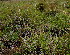  (Digitaria monodactyla - KMS-0367)  @11 [ ] CreativeCommons - Attribution Non-Commercial Share-Alike (2012) Mamadi Theresa Sethusa University of Johannesburg