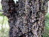  (Acacia robusta subsp robusta - KMS-0382)  @13 [ ] CreativeCommons - Attribution Non-Commercial Share-Alike (2012) Mamadi Theresa Sethusa University of Johannesburg