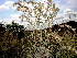  (Cymbopogon nardus - KMS-0400)  @11 [ ] CreativeCommons - Attribution Non-Commercial Share-Alike (2012) Mamadi Theresa Sethusa University of Johannesburg