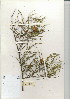  (Acacia viscidula - MEKH 38)  @14 [ ] CreativeCommons - Attribution Non-Commercial Share-Alike (2012) Mamadi Theresa Sethusa University of Johannesburg