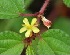  (Corchorus trilocularis - MND-0088)  @11 [ ] CreativeCommons - Attribution Non-Commercial Share-Alike (2012) Mamadi Theresa Sethusa University of Johannesburg
