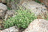  (Boerhavia hereroensis - MS040)  @11 [ ] No Rights Reserved  Unspecified Unspecified