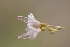  (Boerhavia deserticola - MS043)  @11 [ ] No Rights Reserved  Unspecified Unspecified