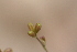  ( - MS043)  @11 [ ] No Rights Reserved  Unspecified Unspecified