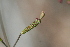  (Boerhavia fallacissima - MS046)  @11 [ ] No Rights Reserved  Unspecified Unspecified