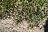  (Commicarpus pentandrus - MS048)  @11 [ ] No Rights Reserved  Unspecified Unspecified