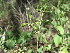  (Commicarpus - MS054)  @11 [ ] No Rights Reserved  Unspecified Unspecified