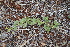  (Boerhavia coccinea - MS055)  @11 [ ] No Rights Reserved  Unspecified Unspecified