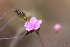  (Commicarpus squarrosus - MS059)  @11 [ ] No Rights Reserved  Unspecified Unspecified